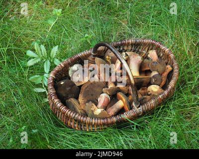 Mushroom basket with scarletina bolete, Stock Photo