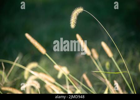 Abstract green nature background with swooping cattails. Stock Photo