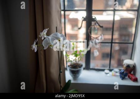 White orchids open elegantly on apartment window sill Stock Photo