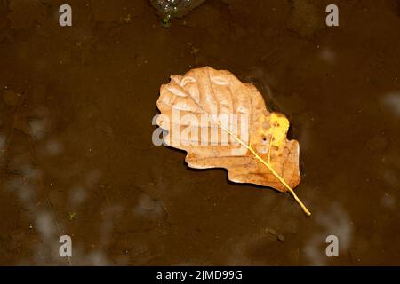 Fall oak leaf. Caught rotten old oak leaf on stone in blurred water of mountain river. Stock Photo