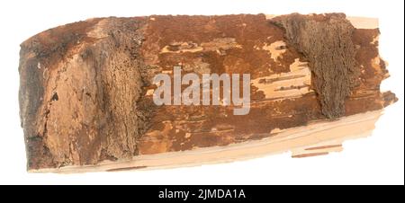 Bark on white Stock Photo