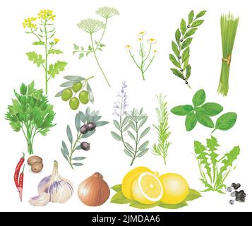 Herbs and spices isolated illustration Stock Vector