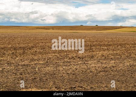 Agricultural Field. Cropped Wheat Ears on the Field After Harvest. A Field of Golden Wheat and Blue Sky Stock Photo