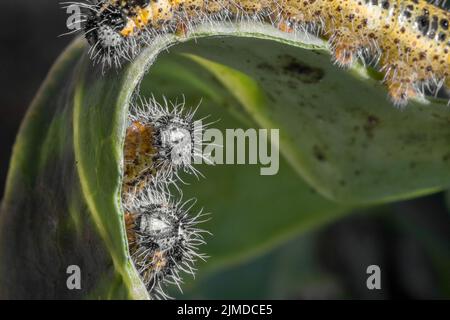 Green leaf hi-res stock photography and images - Alamy, Green Leaf 
