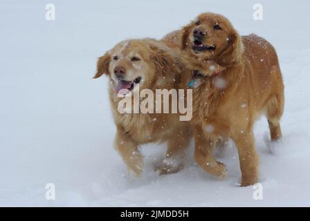 Two happy long haired dogs running in the snow. Stock Photo