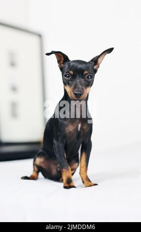Ill wait for you forever, Im loyal like that. an adorable dog relaxing on a bed at home. Stock Photo