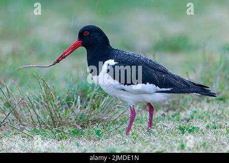 Eurasian Oystercatcher captures a earthworm Stock Photo