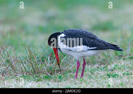 Eurasian Oystercatcher captures an earthworm Stock Photo