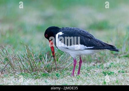 Eurasian Oystercatcher captures an earthworm Stock Photo