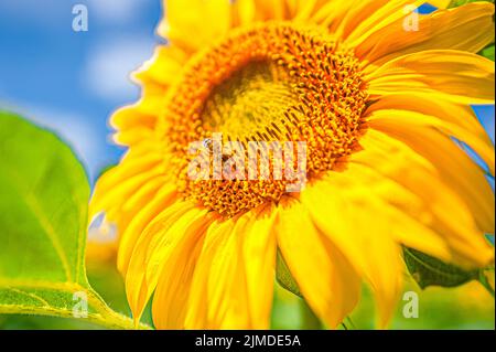 A bee in pollen extracts nectar from a yellow sunflower Helianthus on a field on a sunny day Stock Photo
