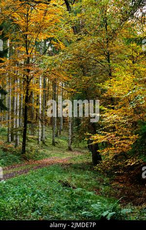 Autumn beech leaves, yellow leaves on branches against blue sky with plenty copy space. Stock Photo