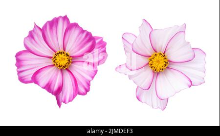Cosmos Flowers Isolated On White Stock Photo
