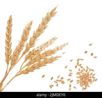 Wheat on white Stock Photo