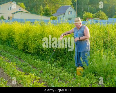 An elderly man in a hat sprays an insecticide on the tops of potatoes. Stock Photo