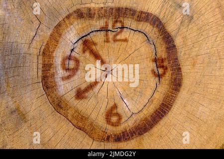 vintage clock on a tree trunk at a park in Italy Stock Photo - Alamy