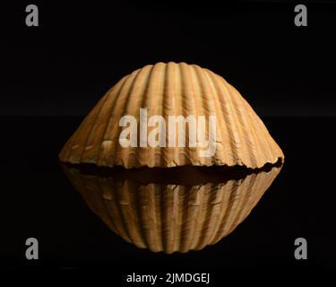 Seashell Still Life Stock Photo