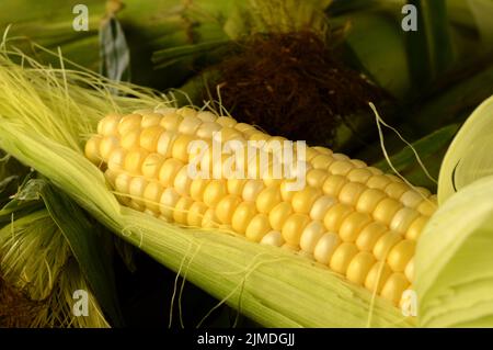 Corn On The Cobb Stock Photo