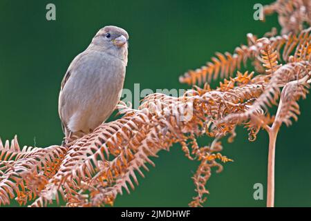 House Sparrow female on a fern frond / Passer domesticus Stock Photo