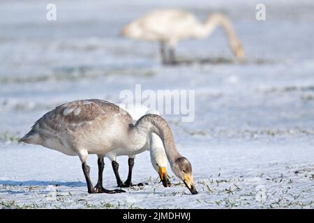 Whooper Swan immatue and adult birds on a snow-covered meadow / Cygnus cygnus Stock Photo