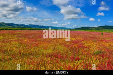 Blooming flowers willow-herb field Stock Photo