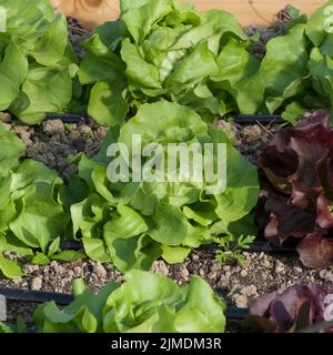 Rows of spring butter lettuce in garden soil Stock Photo