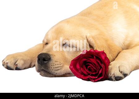 Sleeping puppy. Labrador retriever dog with rose isolated. Stock Photo