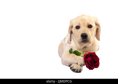 Portrait of cute fawn dog puppy Labrador lying with rose flowers in paws Stock Photo