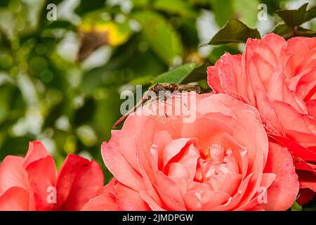 Dragonfly on a rose flower Stock Photo