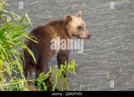 Brown bear cub in river