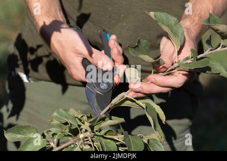 Closeup of gardeners hand with garden shears making spring pruning of tree tree branches early in spring Stock Photo