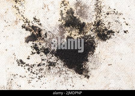 Black mold on a white wall. Closeup of mold wall with fungus Stock Photo