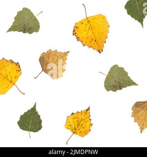 Collection autumn birch leaves on white background. Herbarium with dry pressed plants. Green, yellow leaves. Top view. Stock Photo
