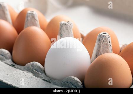 Row of brown chicken eggs with one white egg in cardboard package Stock Photo