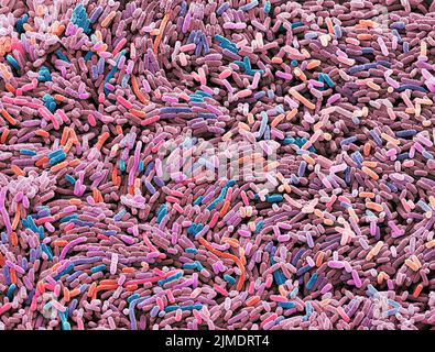 Ecoli bacteria, SEM Stock Photo