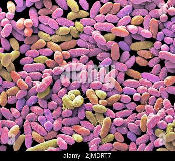 Faecal bacteria. Scanning electron micrograph (SEM) of bacteria found ...