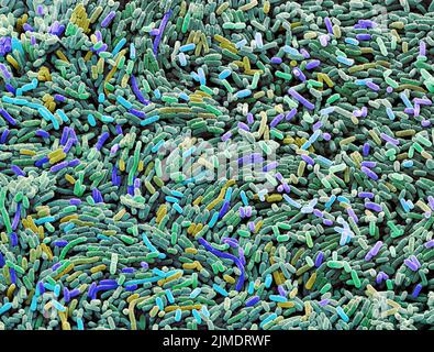 Ecoli bacteria, SEM Stock Photo