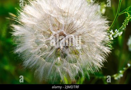 A close up view of yellow salsify or goat's beard. Stock Photo
