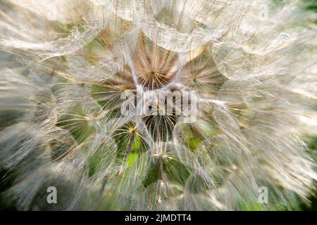 A close up view of yellow salsify or goat's beard. Stock Photo