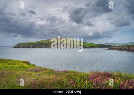 Tour boats with tourists looking for local attraction, Fungie dolphin. Stock Photo