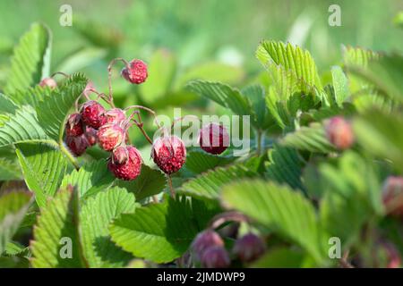 Small wild strawberry bush with flower and with ripe red berries and green leaflets Stock Photo