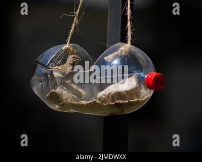 A bird eating at the bird feeder made from a recycled soda bottle Stock Photo