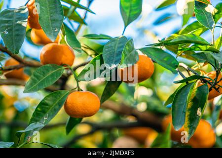 Oranges branch with green leaves on tree Stock Photo