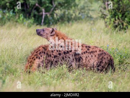 Two Spotted Hyenas in Tsavo East National Park, Kenya, Africa Stock Photo