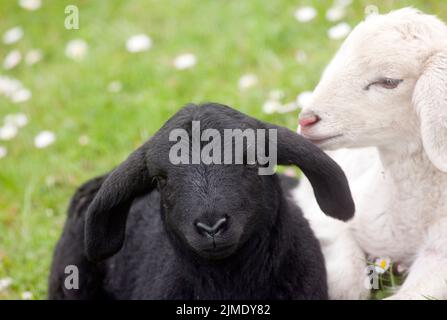 A black an a white sheep lying on the dike Stock Photo