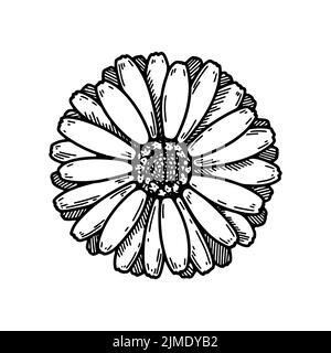 Hand drawn calendula flower. Realistic detailed botanical design element. Vector illustration in sketch stile Stock Vector