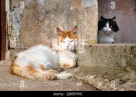 Red cat sleeping under the sun and black cat in the shade Stock Photo