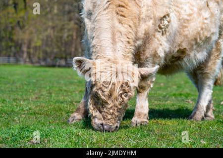 White Highland Cow. cow with long hair Stock Photo - Alamy