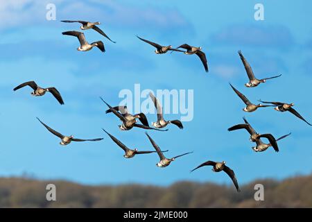 Greater White-fronted Geese during the migration at the German North Sea coast Stock Photo