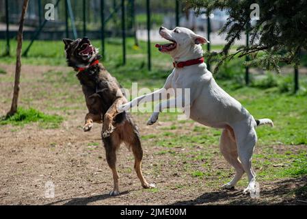 Two Dogs Playing Jumping Mouths Open Tongues Outdoors Stock Photo