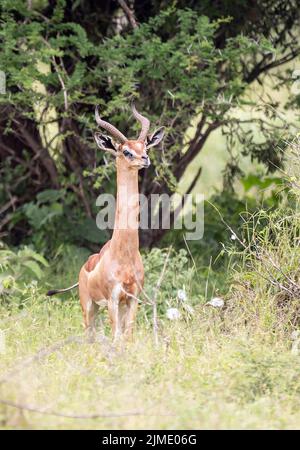 Gerenuk, Giraffengazelle in Tsavo West National Park, Kenya, Africa Stock Photo